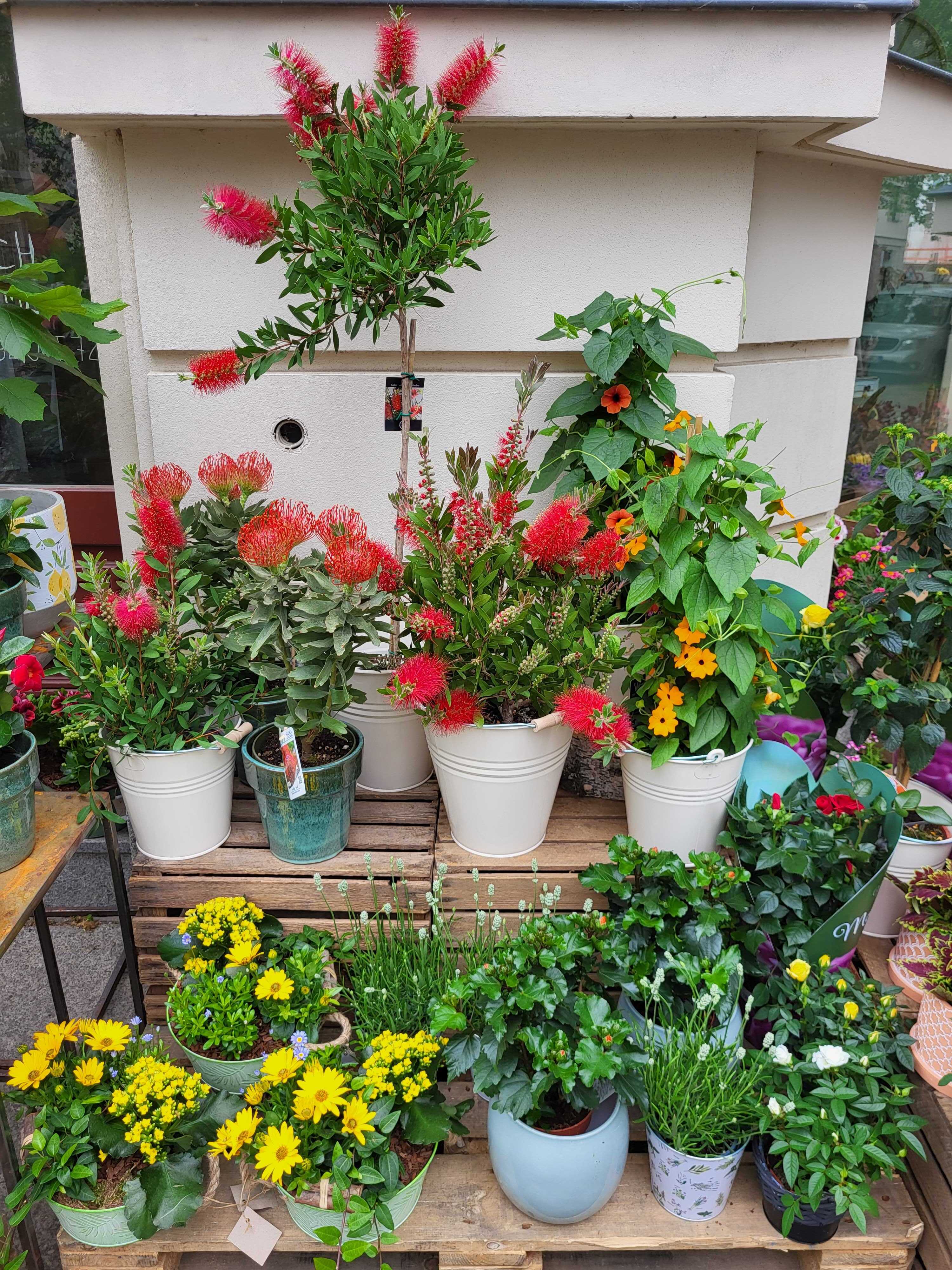 Florale Impression 8
